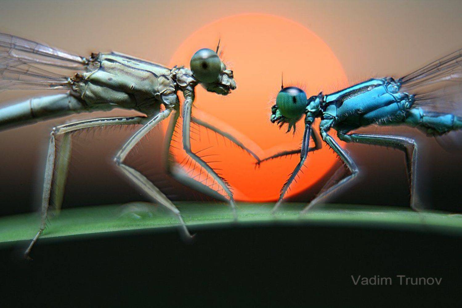 , Вадим Трунов