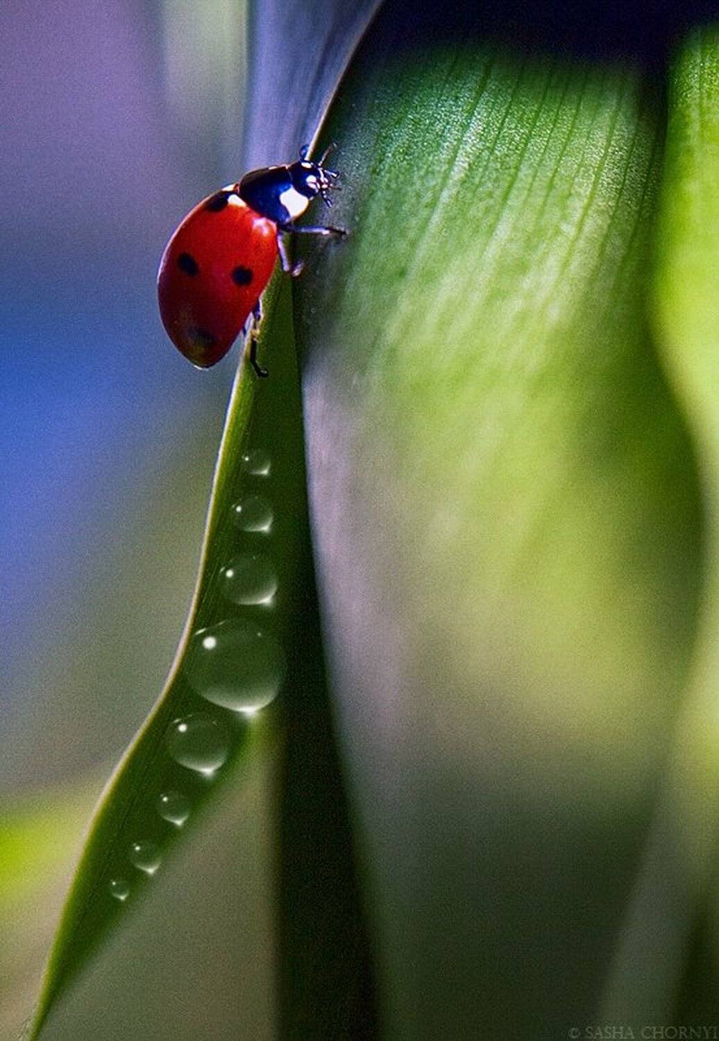 , Александр Чорный