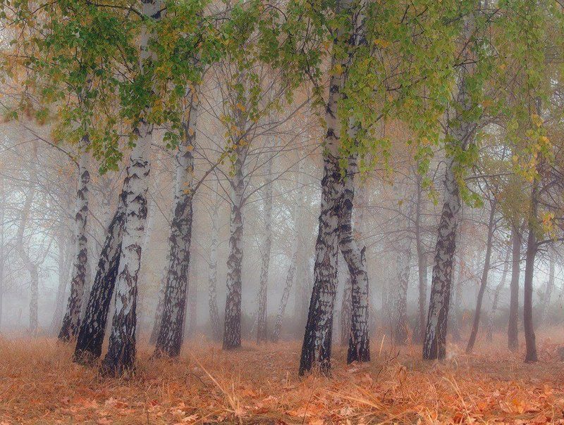 Осенние невесты. фото превью