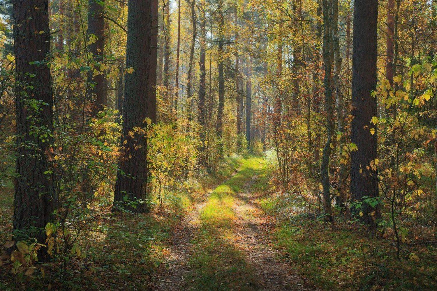 , Дмитрий Алексеев