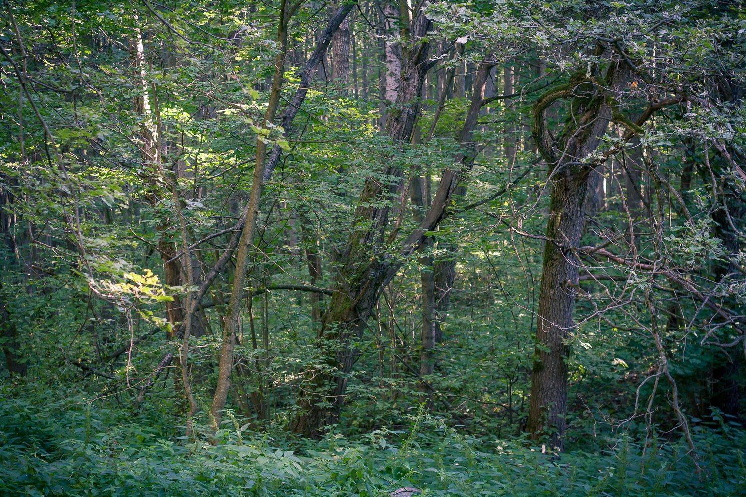 лес,деревья,лето,солнце,тень,листва, Дулов Валерий