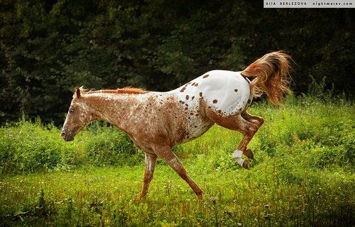UT Spurs For Olena