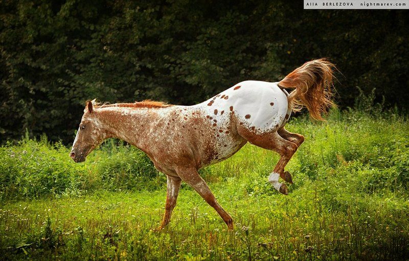 Appaloosa, Field, Grass, Horse, Play, Аппалуза, Лес, Лошадь, Прыжок, Пятна, Трава UT Spurs For Olena фото превью