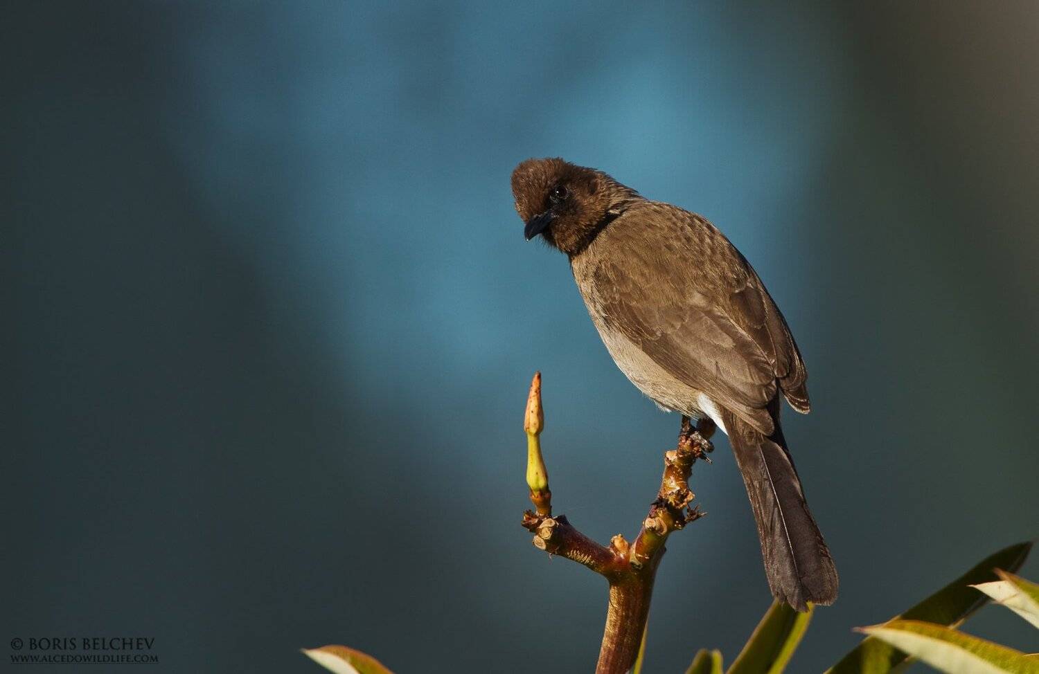 , Борис Белчев