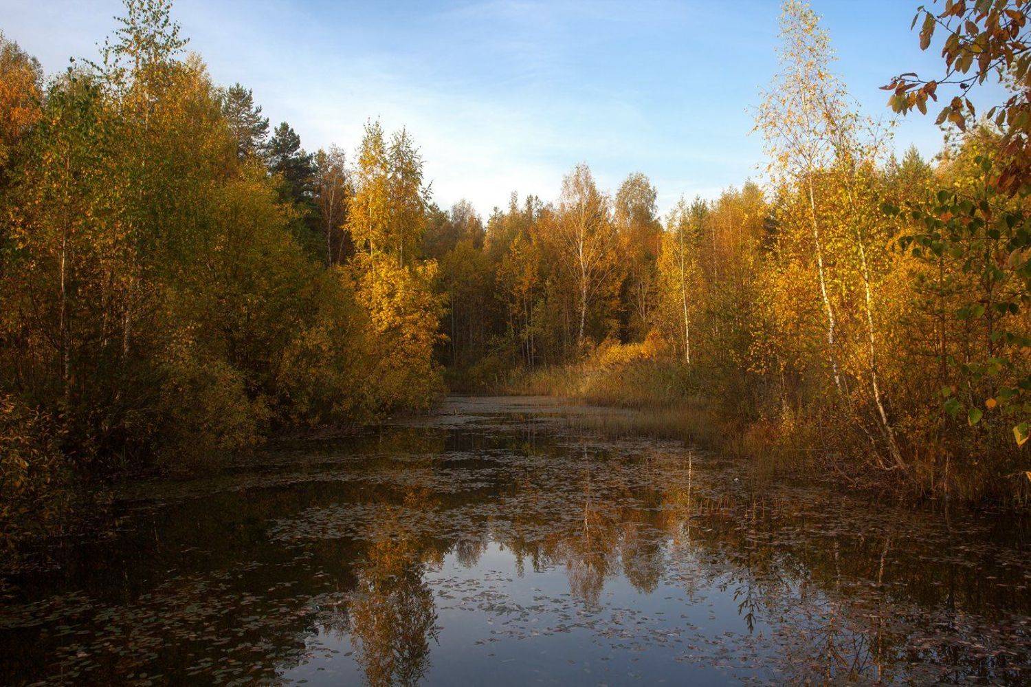 , Евгений Цветков