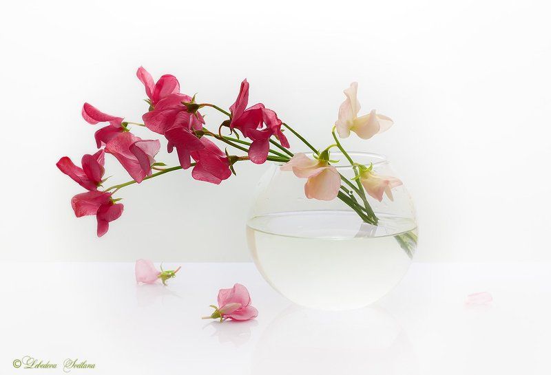 С душистым горошком фото превью