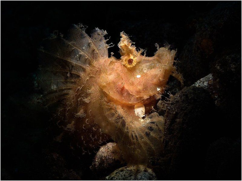 ринопиус, бали, индонезия, дайвинг  фото превью