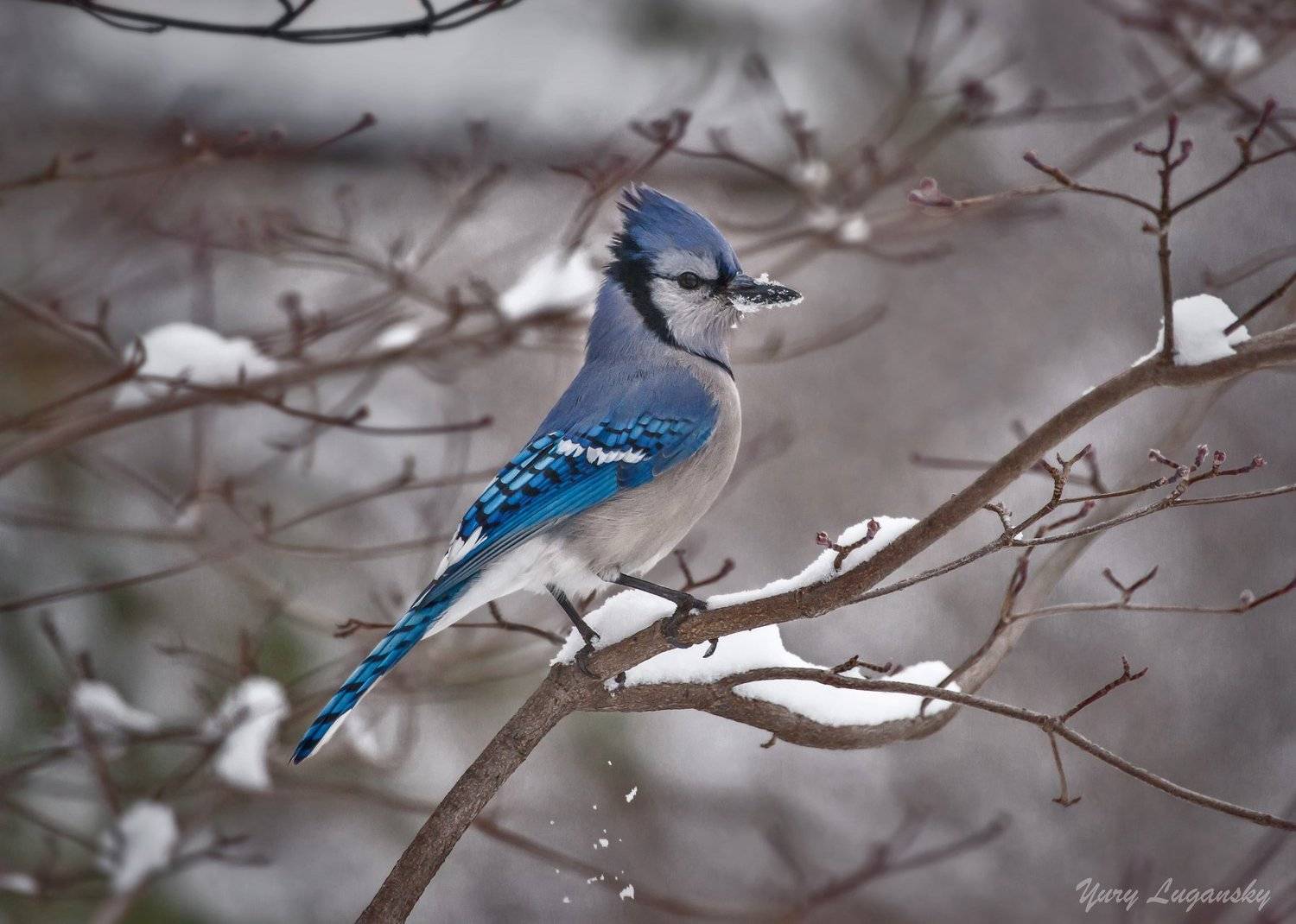 Голубая сойка   Blue Jay  winter Snow, Юрий Луганский