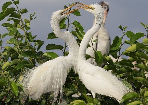 Great Egret Love - Большая белая цапля