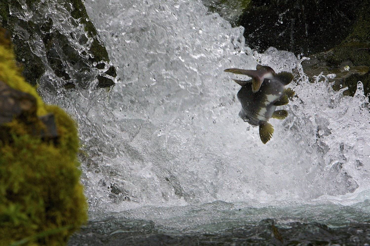 , Александр Бурдин