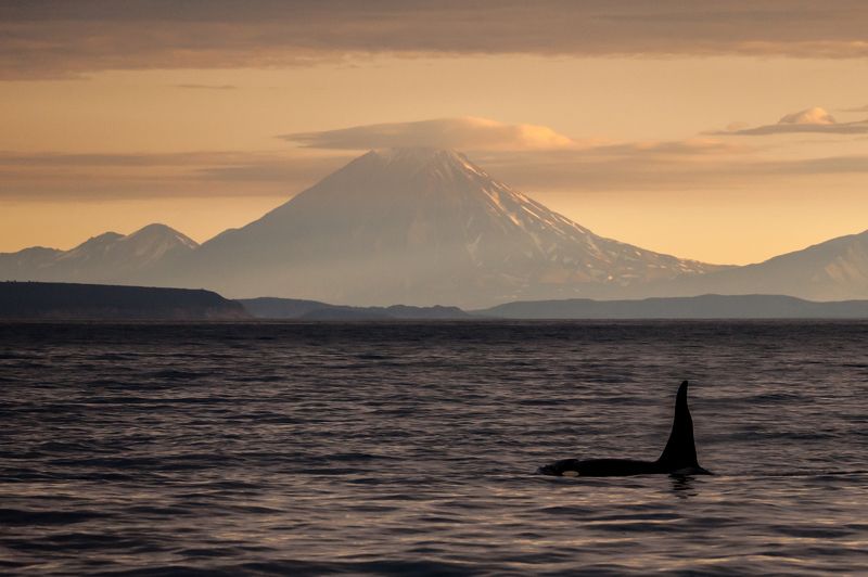 Косатка, дикая природа, тихий океан, вулкан, камчтк Навстречу вулканам фото превью
