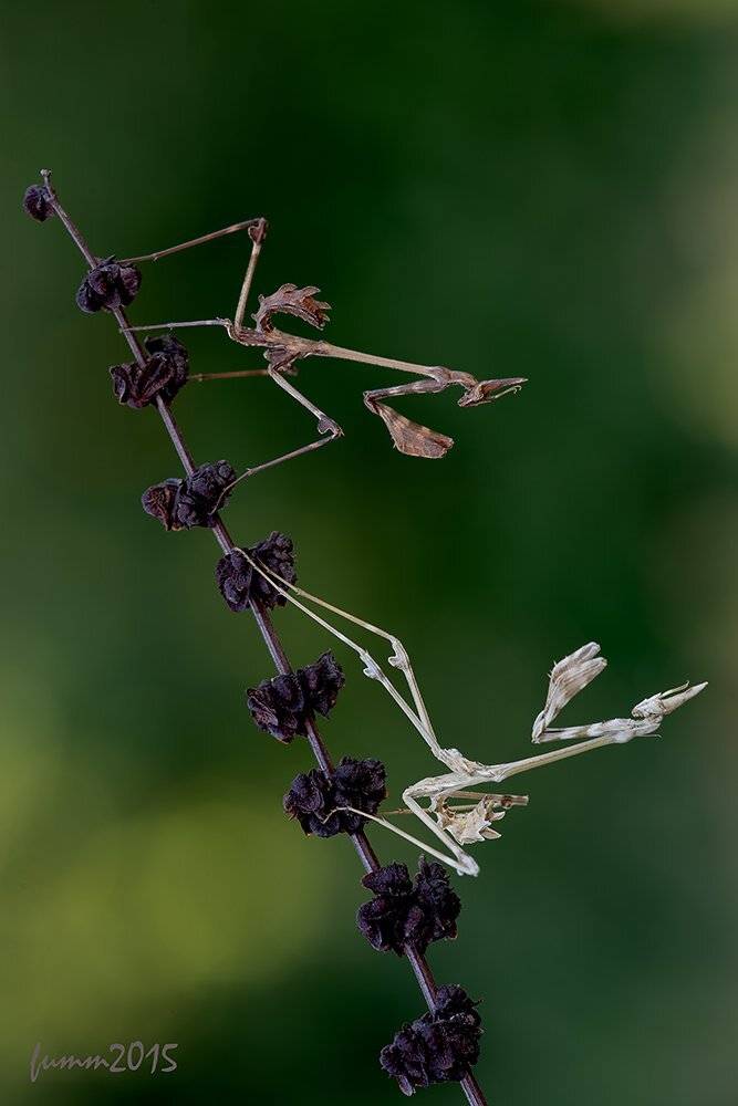 , Игорь ФУММ