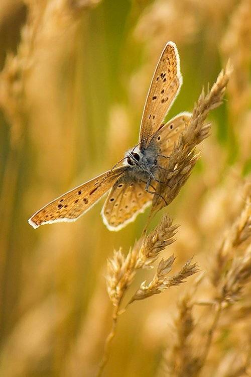 , Pawel Plucinski