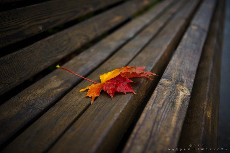 осень, лист, скамейка Здравствуй, ОСЕНЬ... фото превью