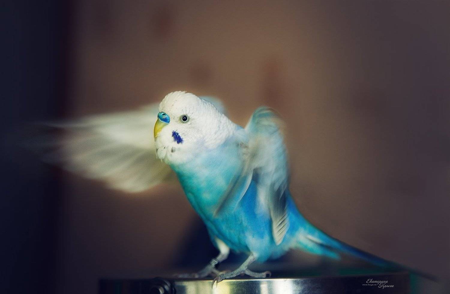 , Екатерина Крыга