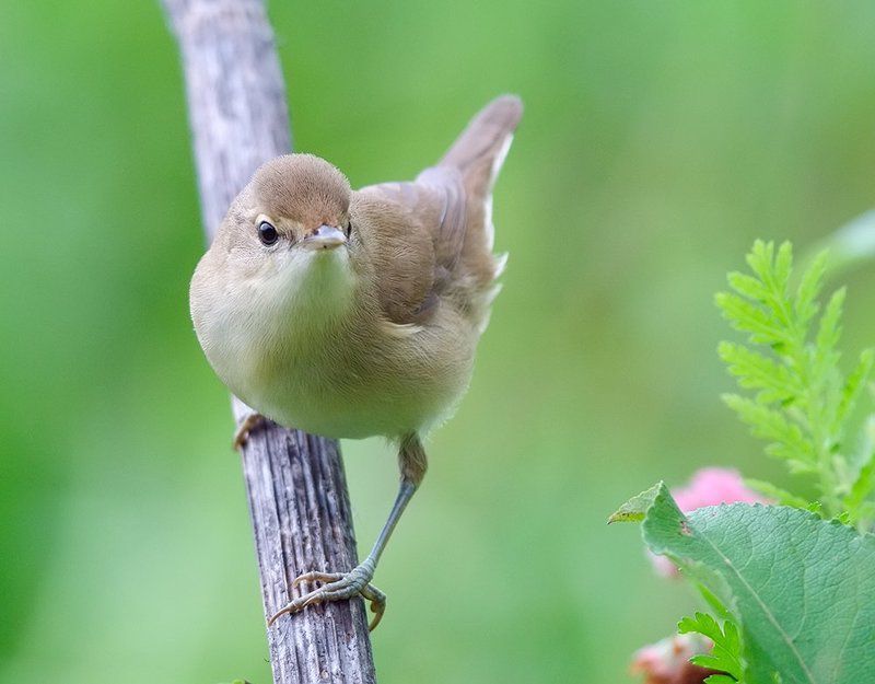 *** фото превью