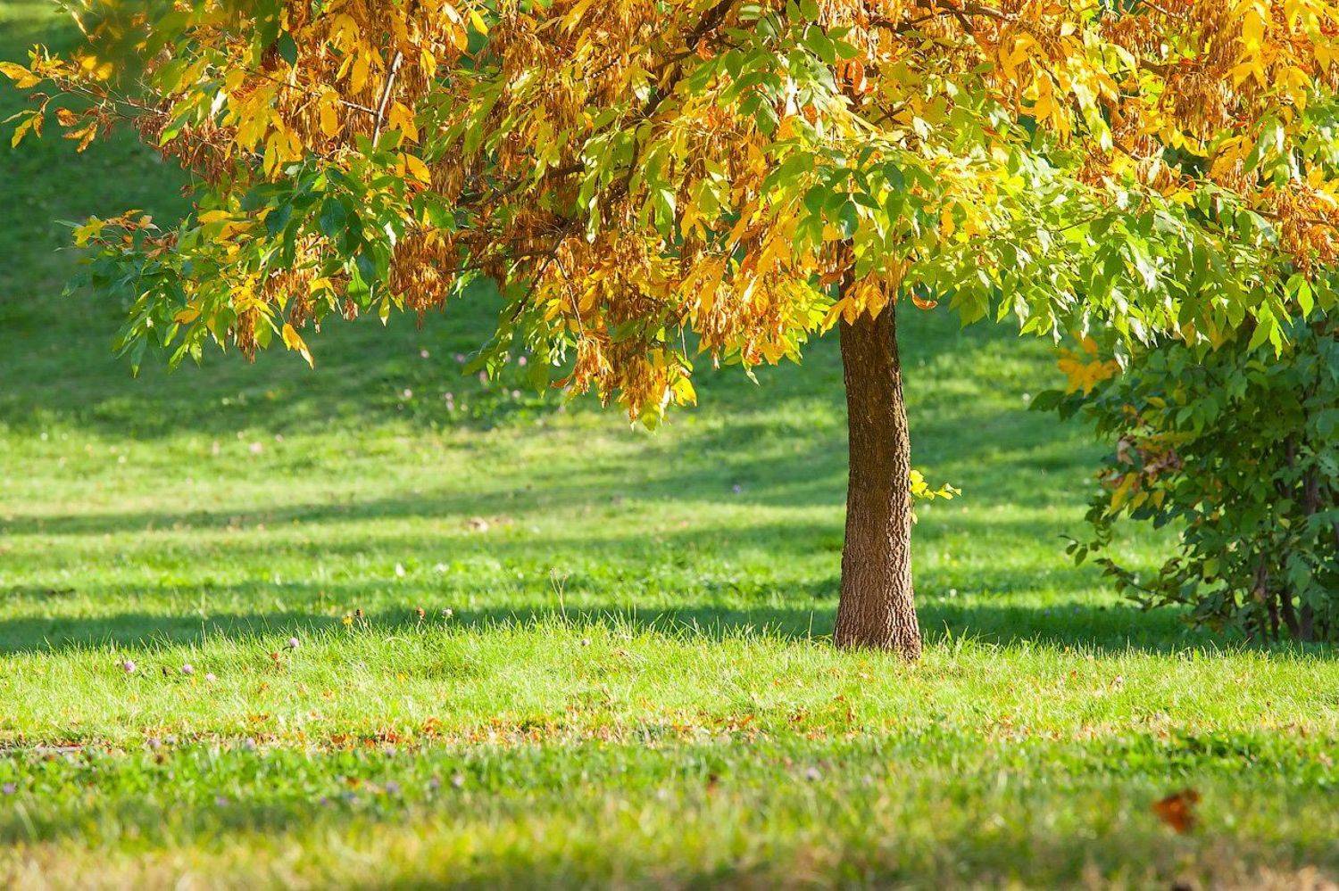 осень, москва. желтый, тепло, солнце , Александр Аседач