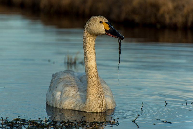 Тундровый лебедь. Чукотка фото превью