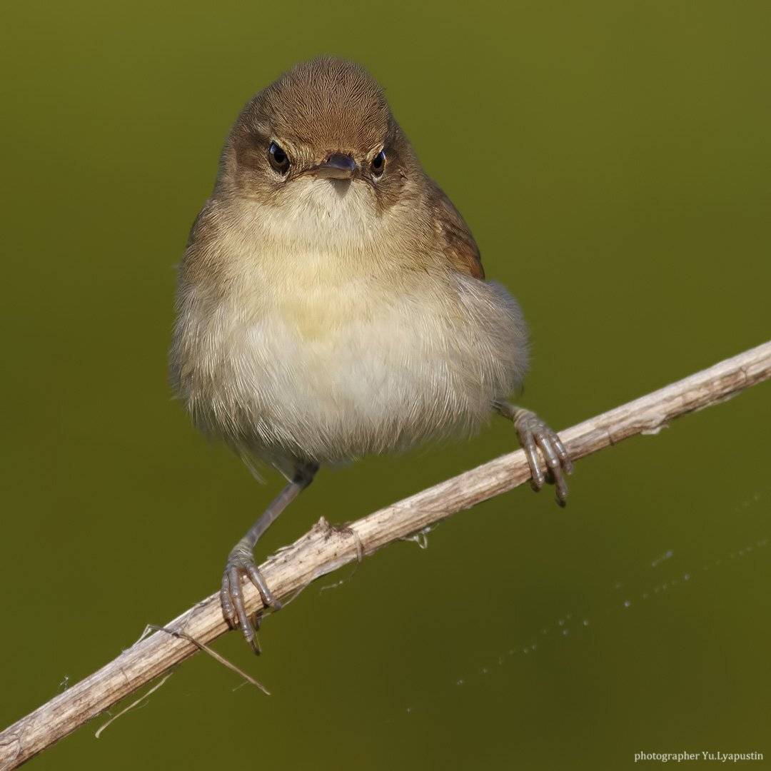 Камышевка, Ляпустин Юра