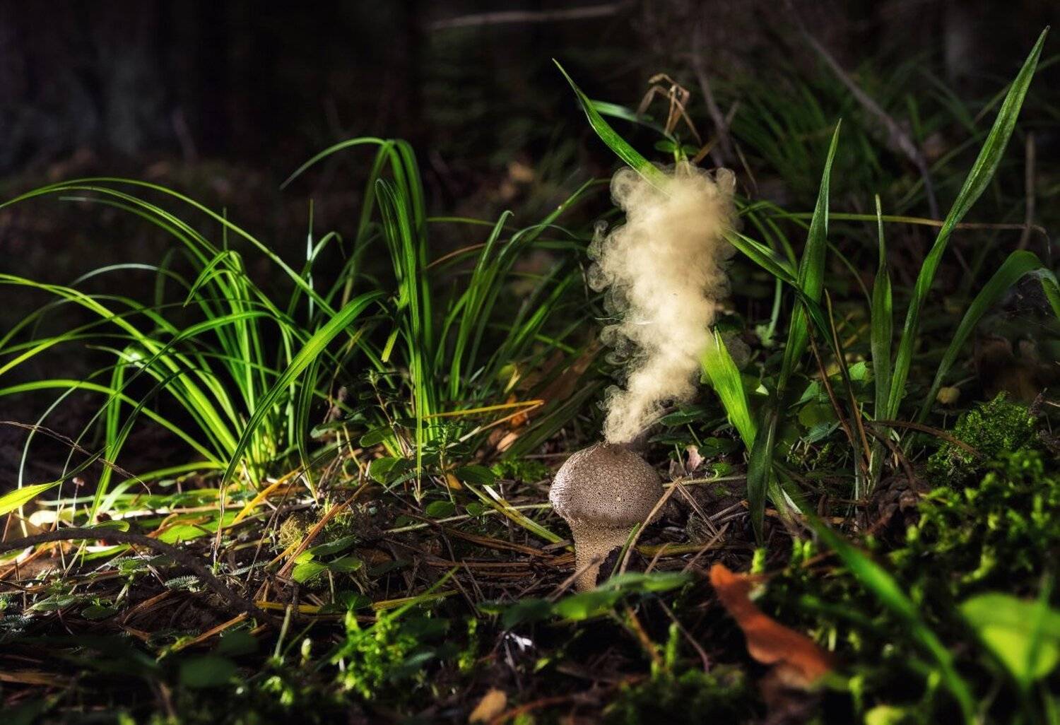 , Устюжанин Михаил