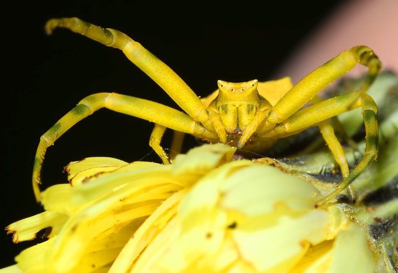 * фото превью