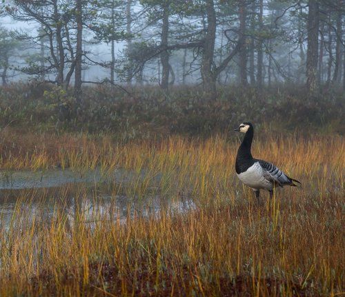 Белощёкая казарка.
