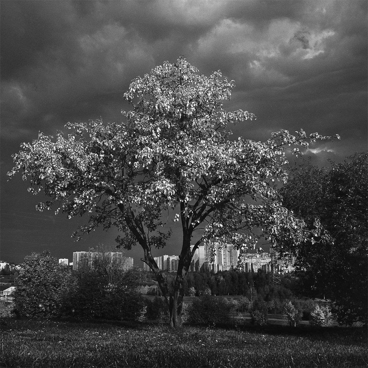 , Александр Резников