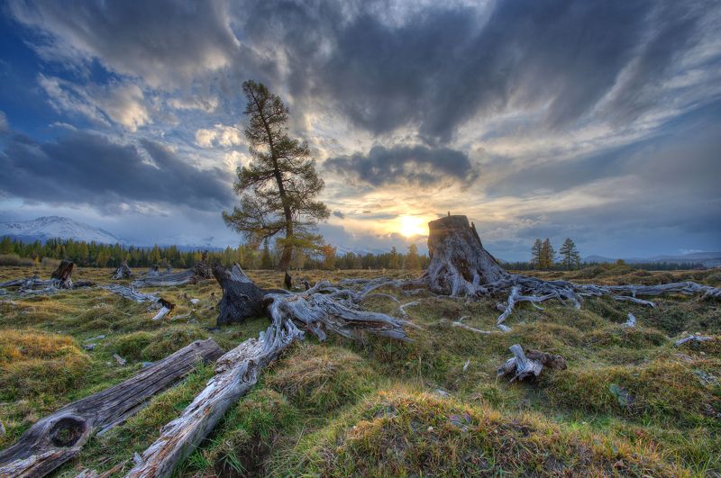 Кладбище дендроидов фото превью