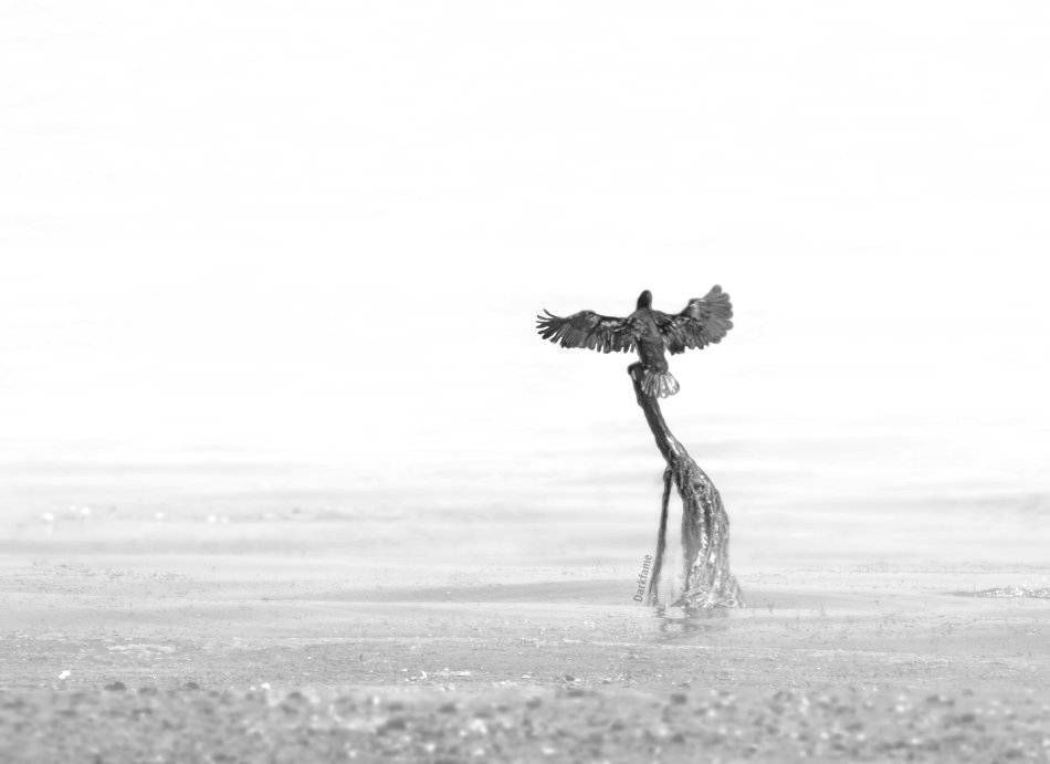 птиц bird wildlife, Георги Славов