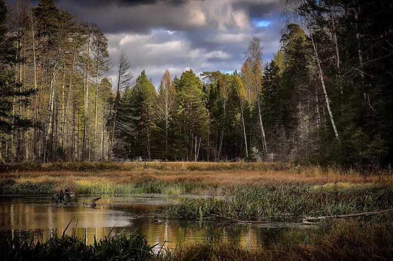 Бобровые угодья фото превью