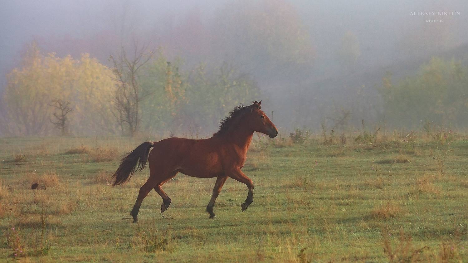 , Никитин Алексей