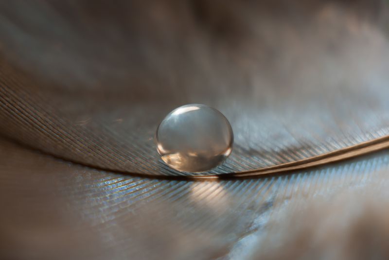 Жемчужина фото превью