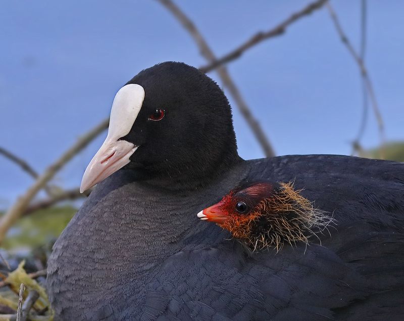 Отпочковался… фото превью