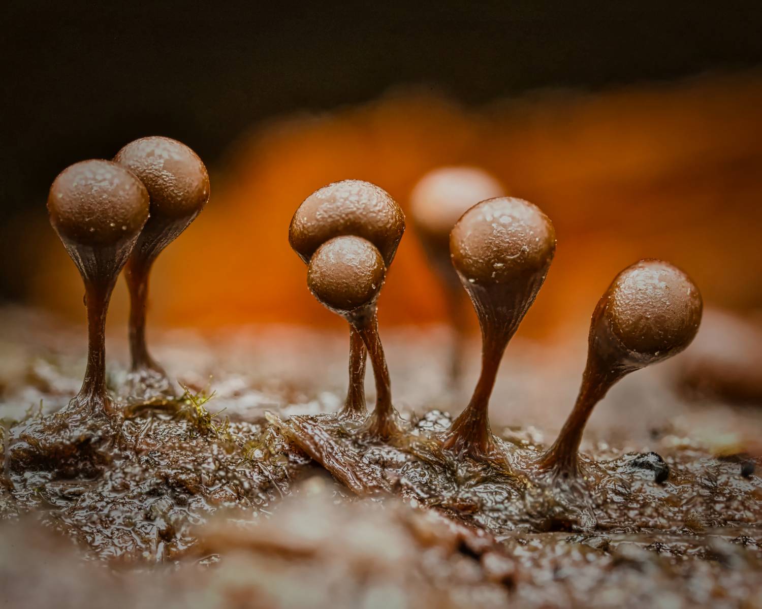 , Евгения Прокопович