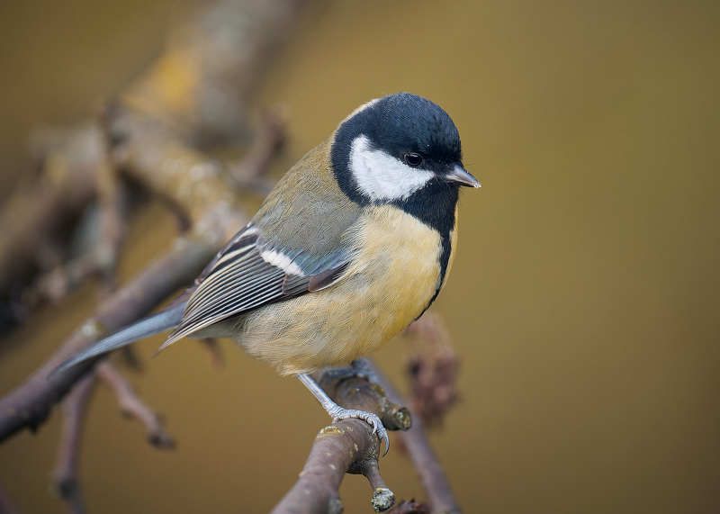 синичка Смелая синичка фото превью