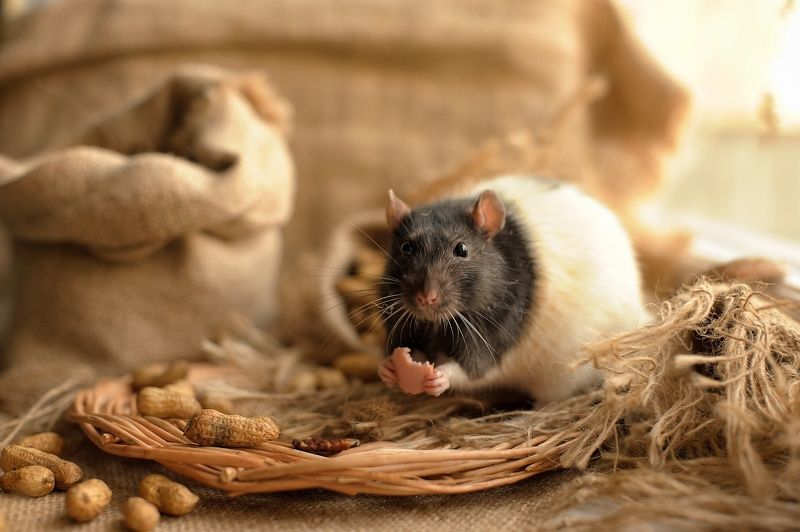 Микки фото превью