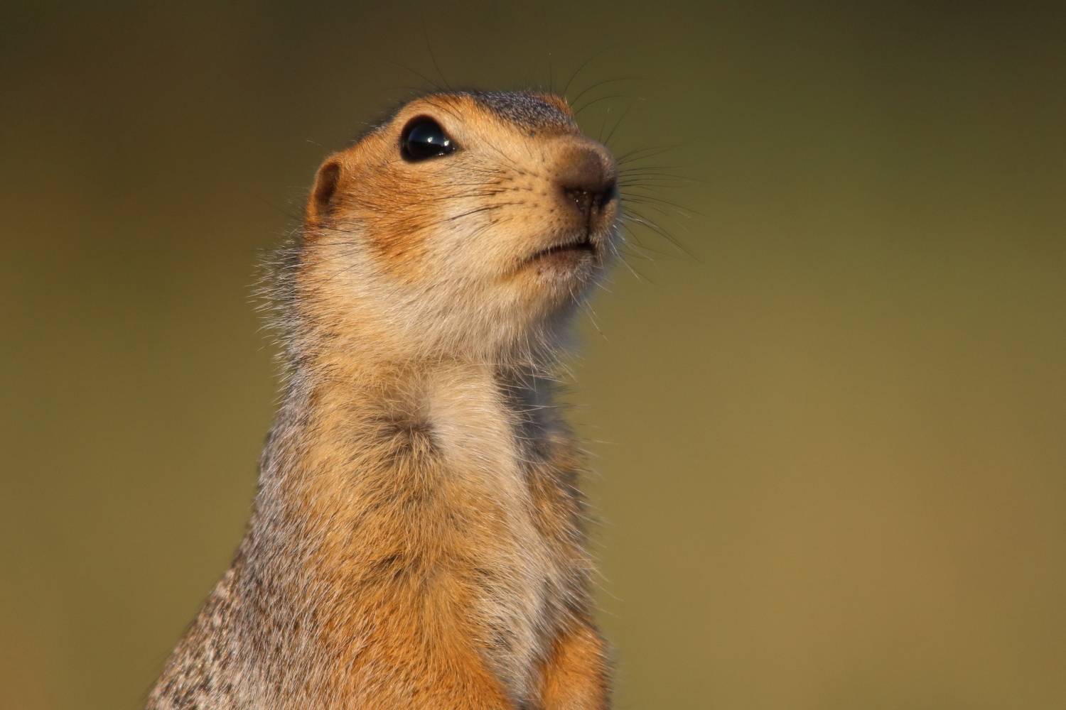 животные, природа, млекопитающие, звери, суслик, анималистика, самара, Владимир Шебаршенко