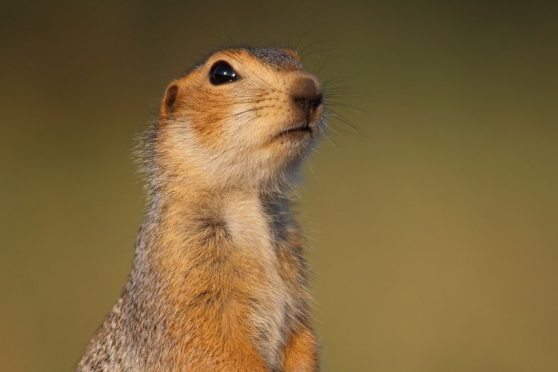 животные, природа, млекопитающие, звери, суслик, анималистика, самара Умён и красив фото превью