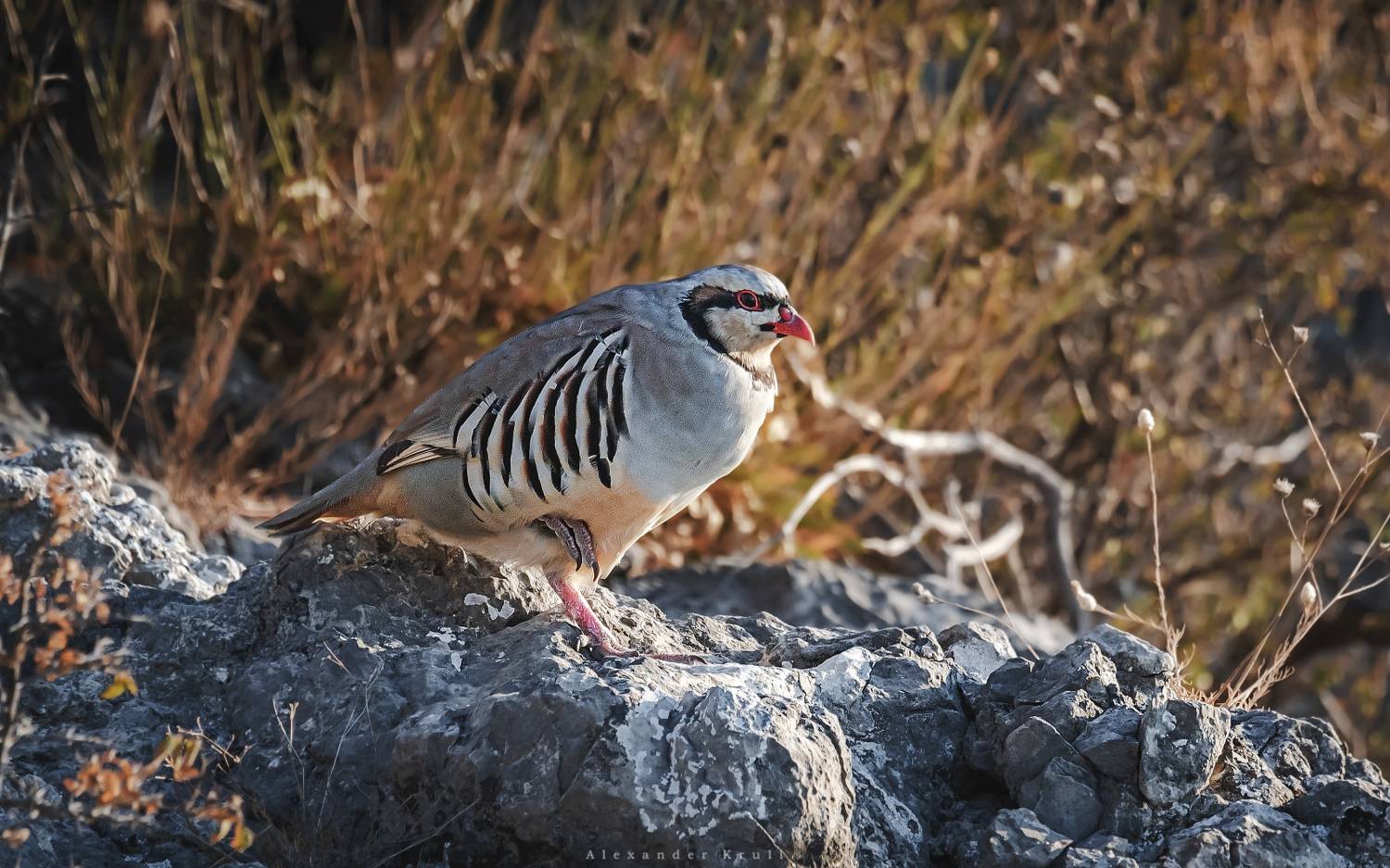 кеклик, Круль Александр