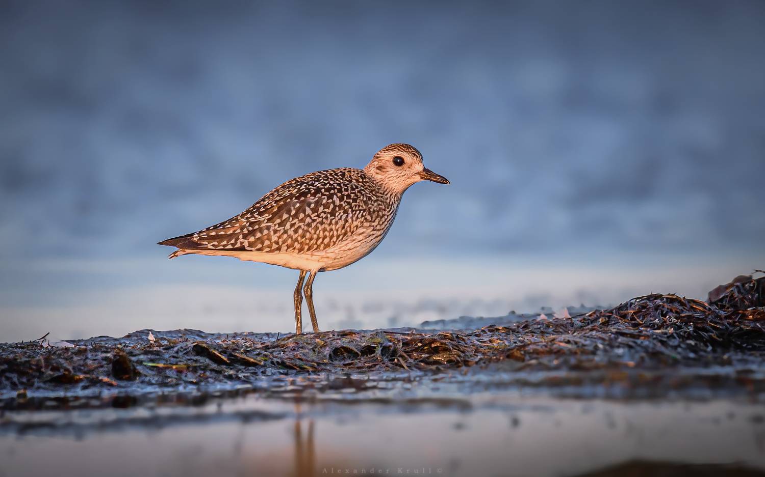 тулес, Круль Александр