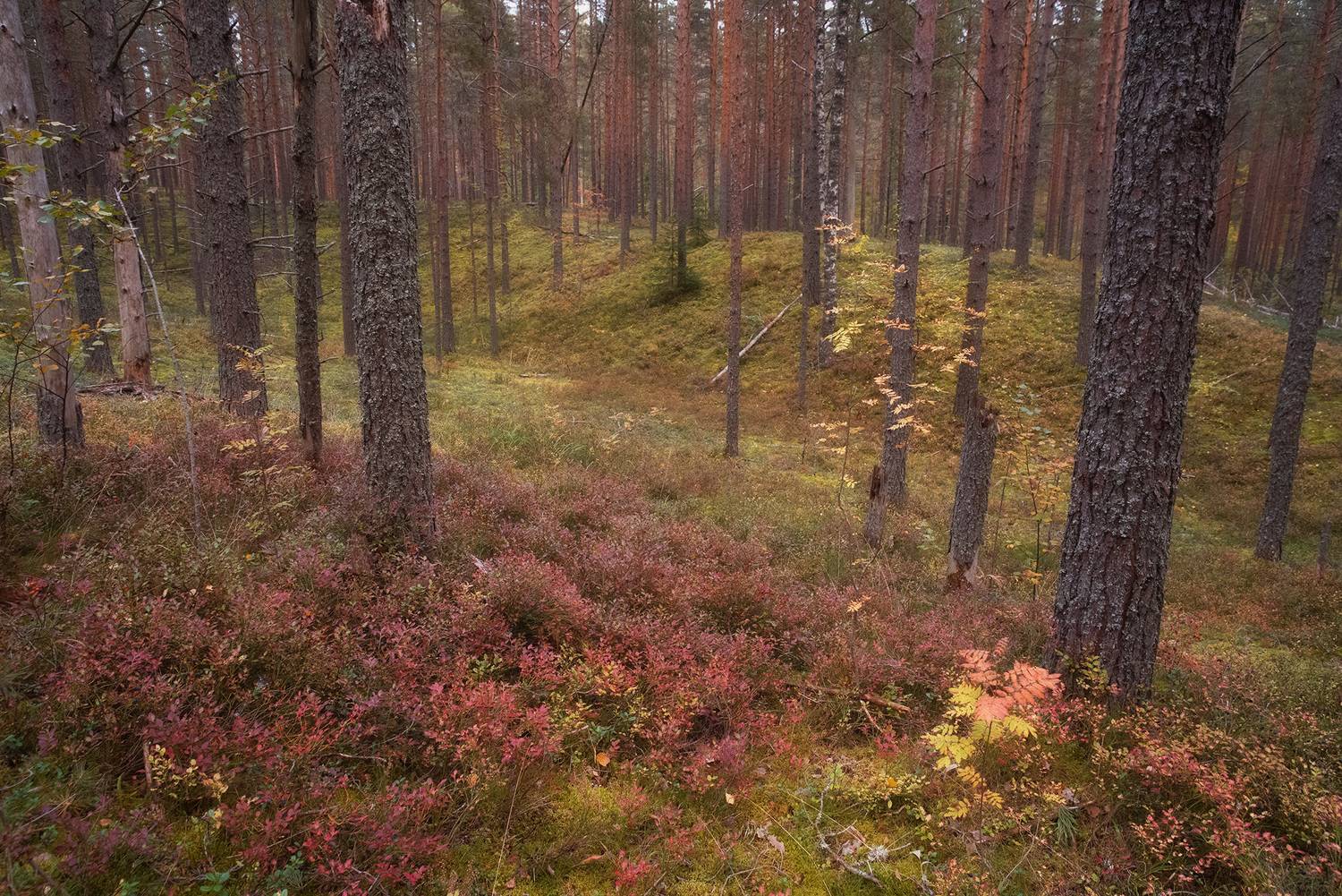 осень, лес, карелия, ленинградская область, Чавыкина Анастасия