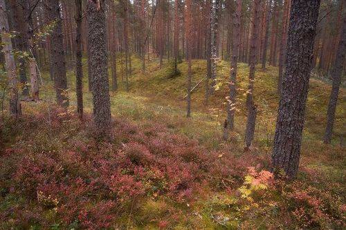 В сказочном лесу