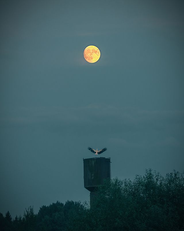 night, moon, stork, water tower, tower, countryside, country, village, луна, ночь, башня, водонапорная башня, деревня, природа, пейзаж, nature, landscape Под светом луны фото превью