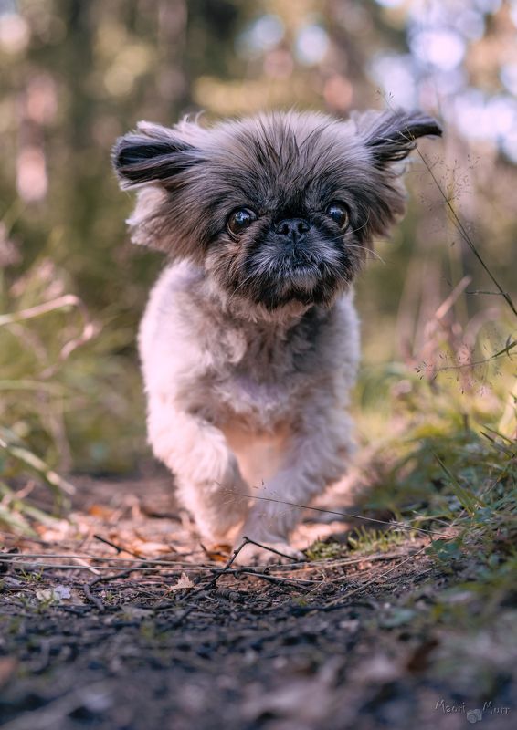пекинес, собака прыгает Пекинес фото превью