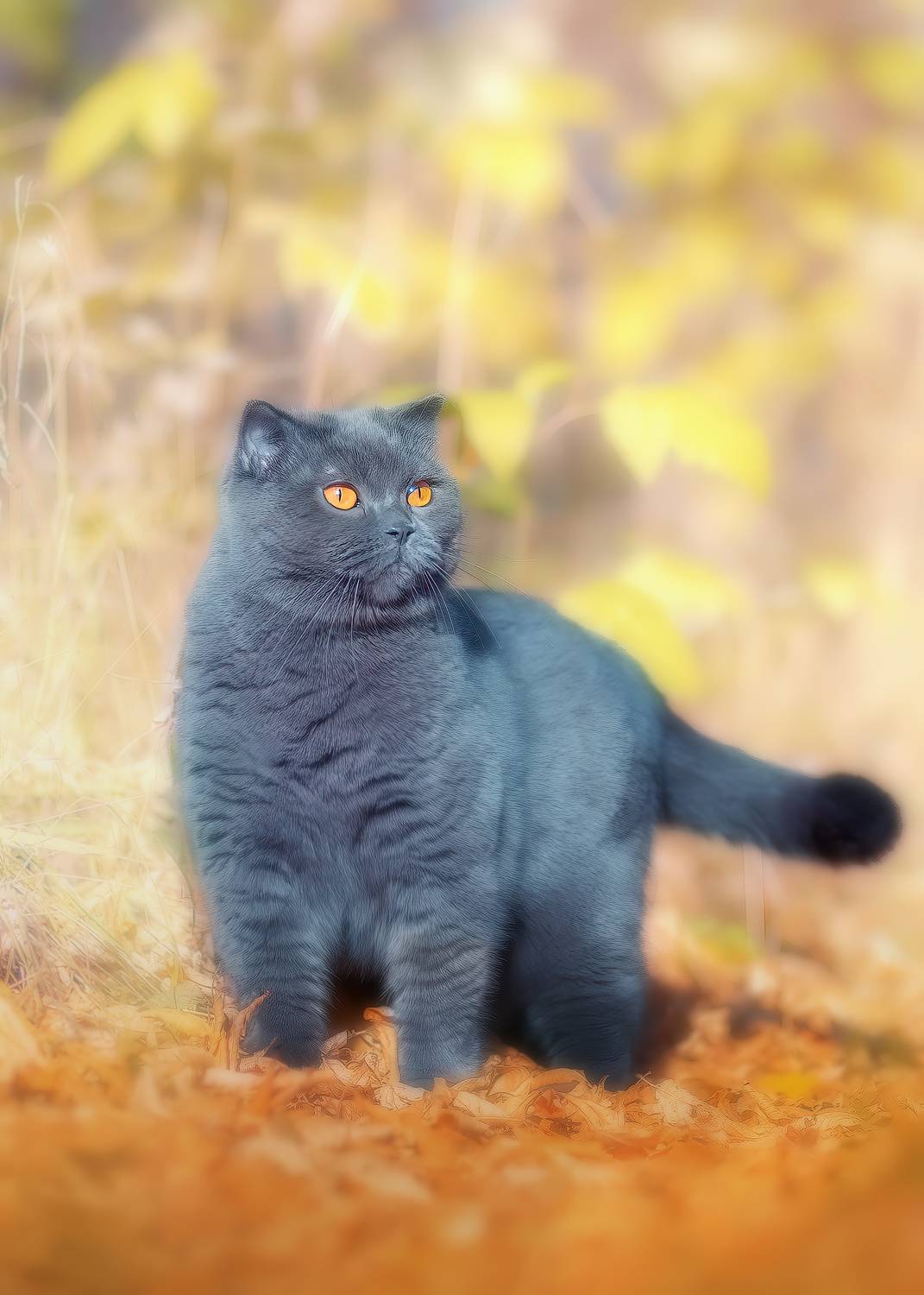 кошки, , животные, , природа, Холудеев Виктор