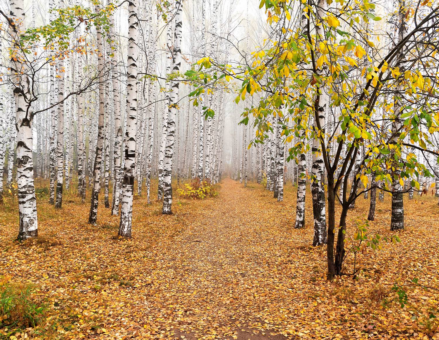 , Карепанов Евгений