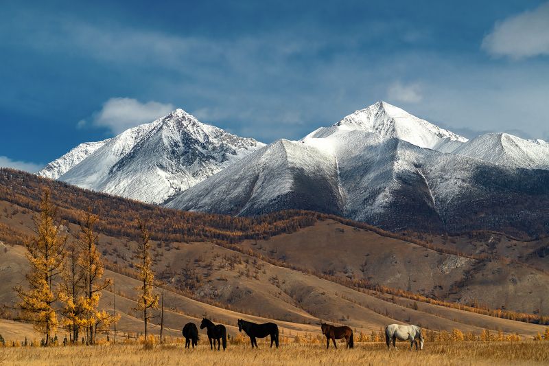 Лошади в предгорьях Саян фото превью