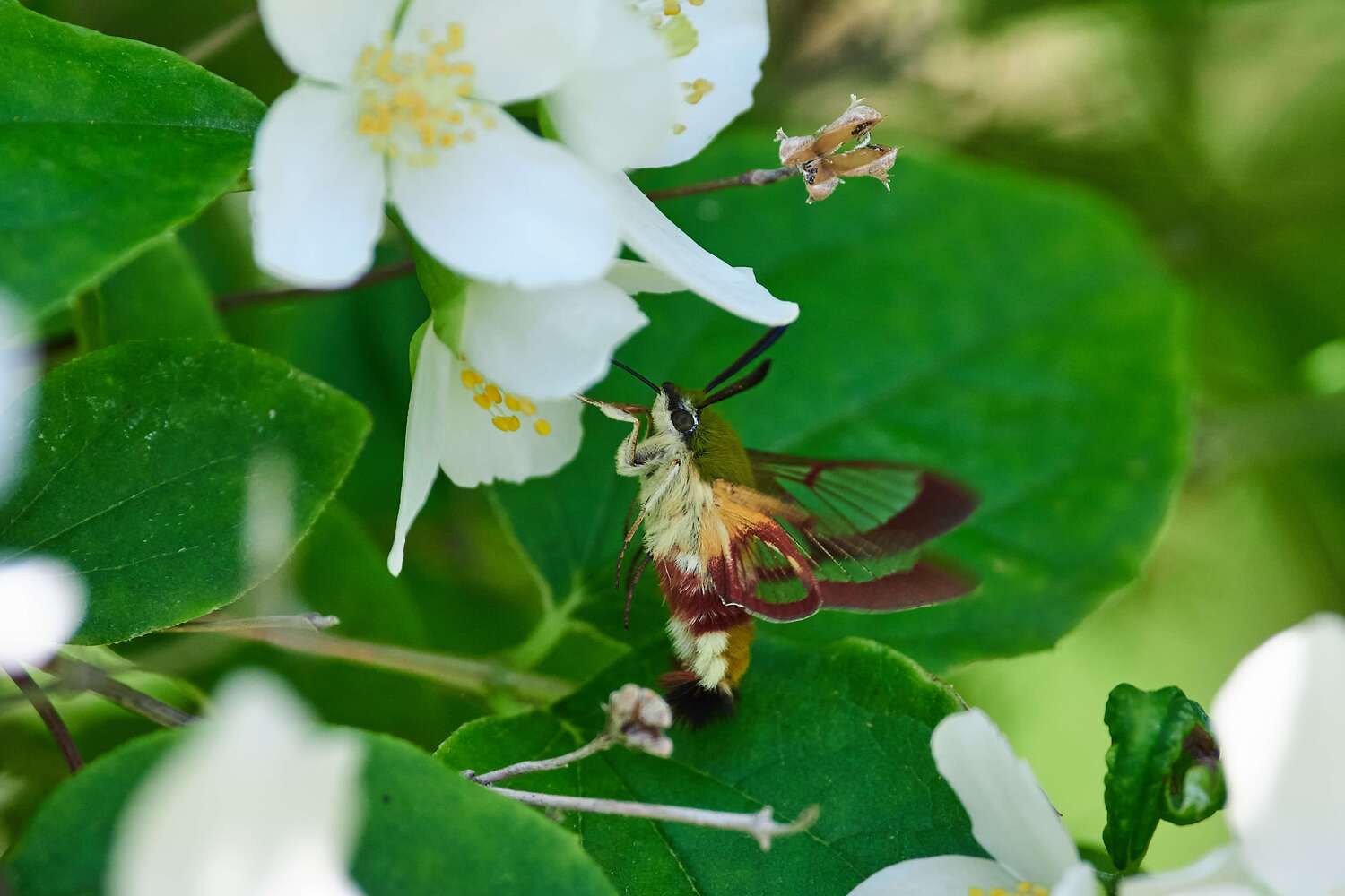 Hemaris fuciformis, buttefly, volgograd, russia, macro ,macro photo, , Сторчилов Павел