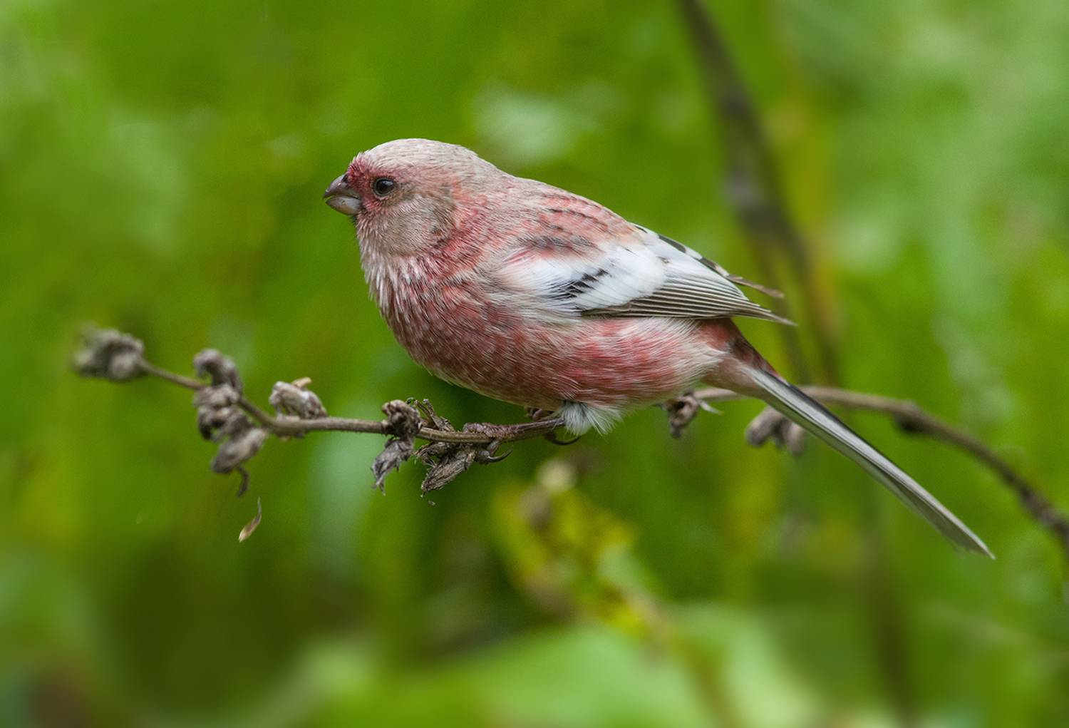 урагус,длиннохвостый снегирь,цикорий,кормёжка,самец, Иван