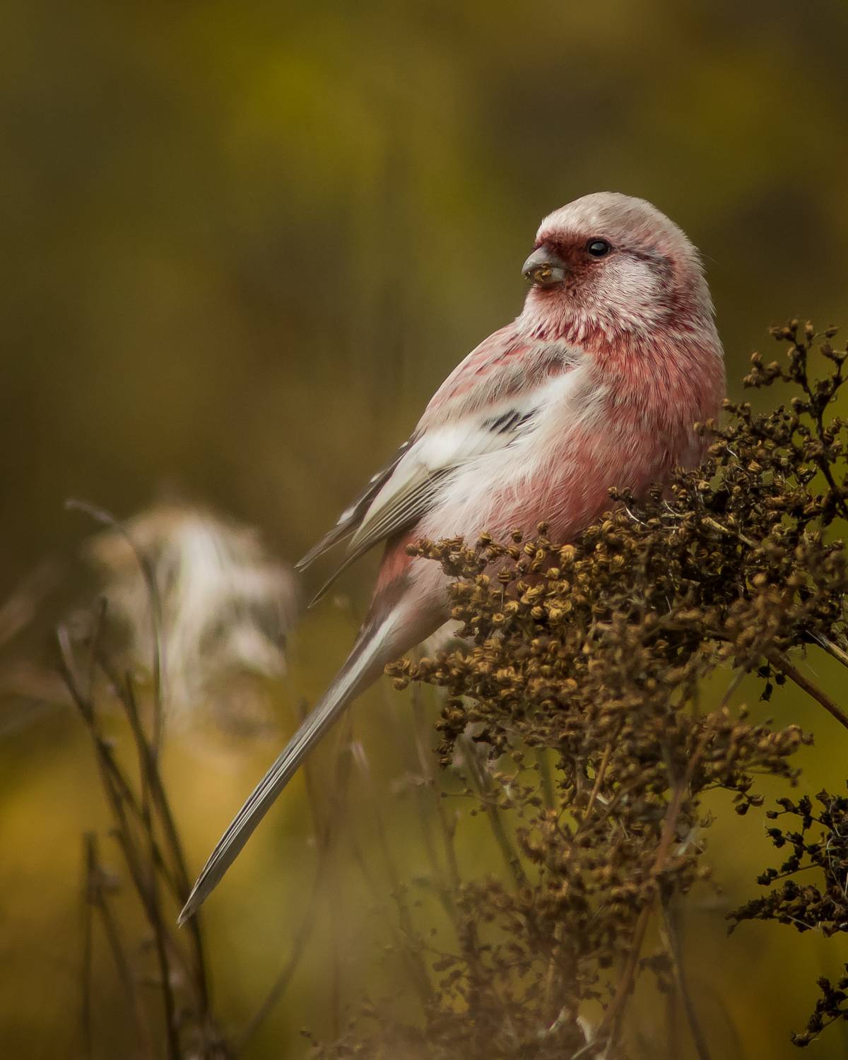 урагус, Суслов Дмитрий